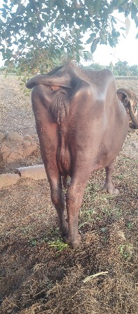 ભેસ વેચવાની છે