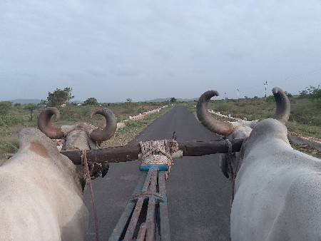 બળદ