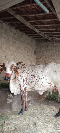 ગીર ગાય ની હોડકી વેચવાની છે