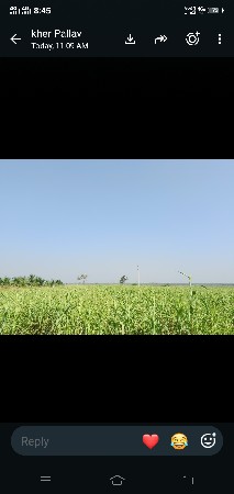 લીલી જુવાર