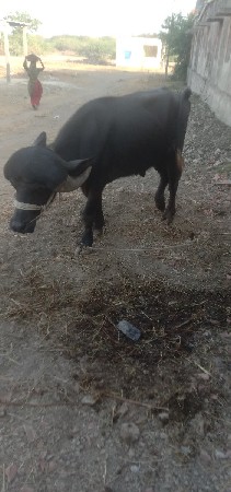 પાડો વેશવાનો છે