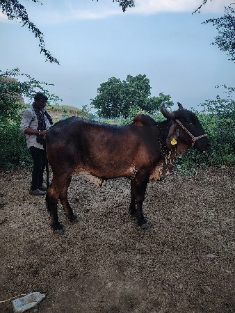 ghodi sathe satu karva nu se