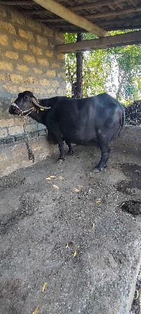 ભેંસ