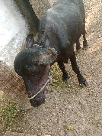 ખળેલી વેચવાની છે
