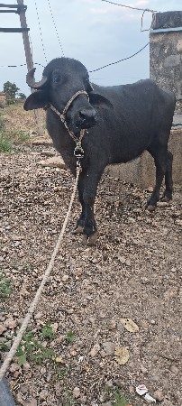 ખડેલી