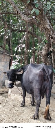 3 વેતર