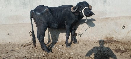૪દાતછે