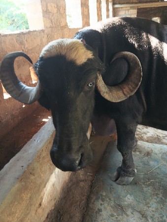 ભગર વેચવાની છે