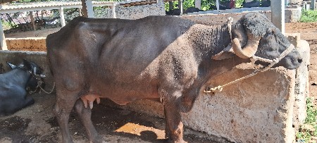 3 ભેંસ વેચવાની છે