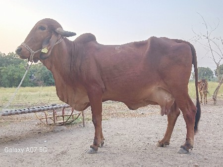 ગાય વેચવાની