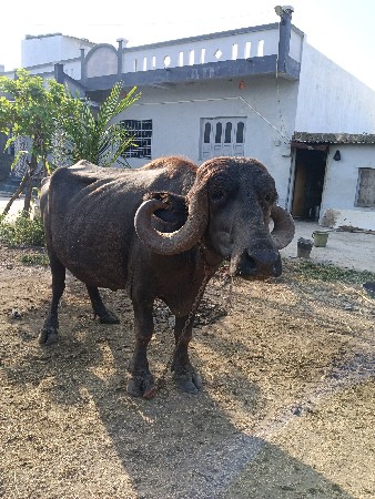 kadeli vesvani se