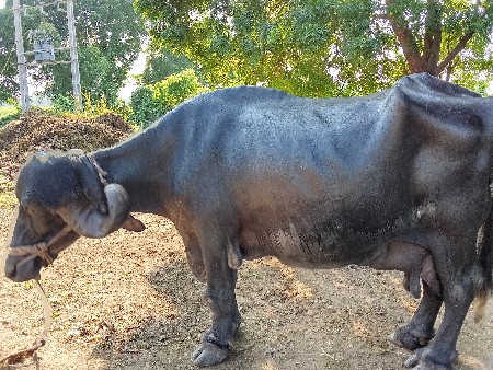 ભેંસ વેચવાની છે