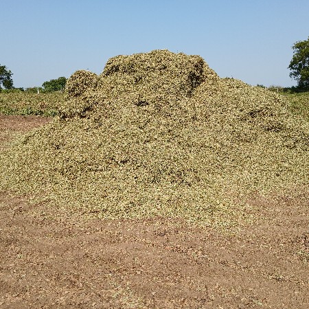ભુકો
માડવીનો પાલો