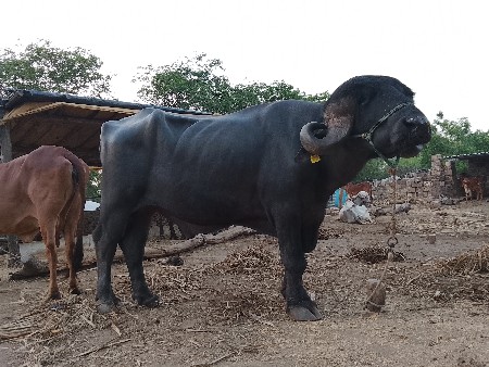 પાડો વેચવાનો છે