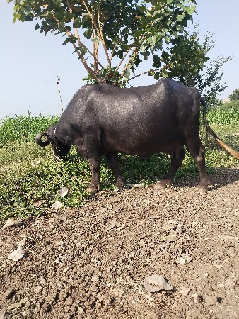 વિદ્યા વેતરની