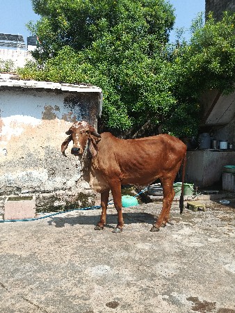 ગીર હાડકી વેચવાની છે
