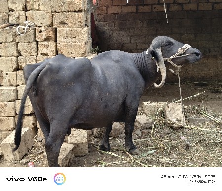આ ભેંસ વેચવાની છે