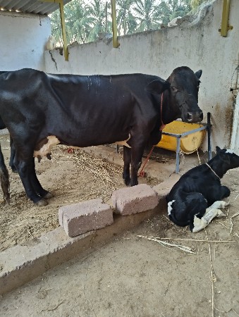 ગાય વેચવાની છે