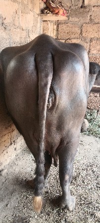 ત્રીજું વેતર