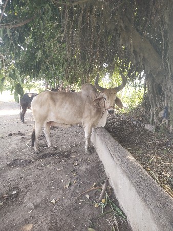 બળદ વેચવાનો છે