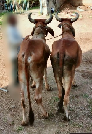 દેશી ગોધલા. વહેંચવા ના છે.