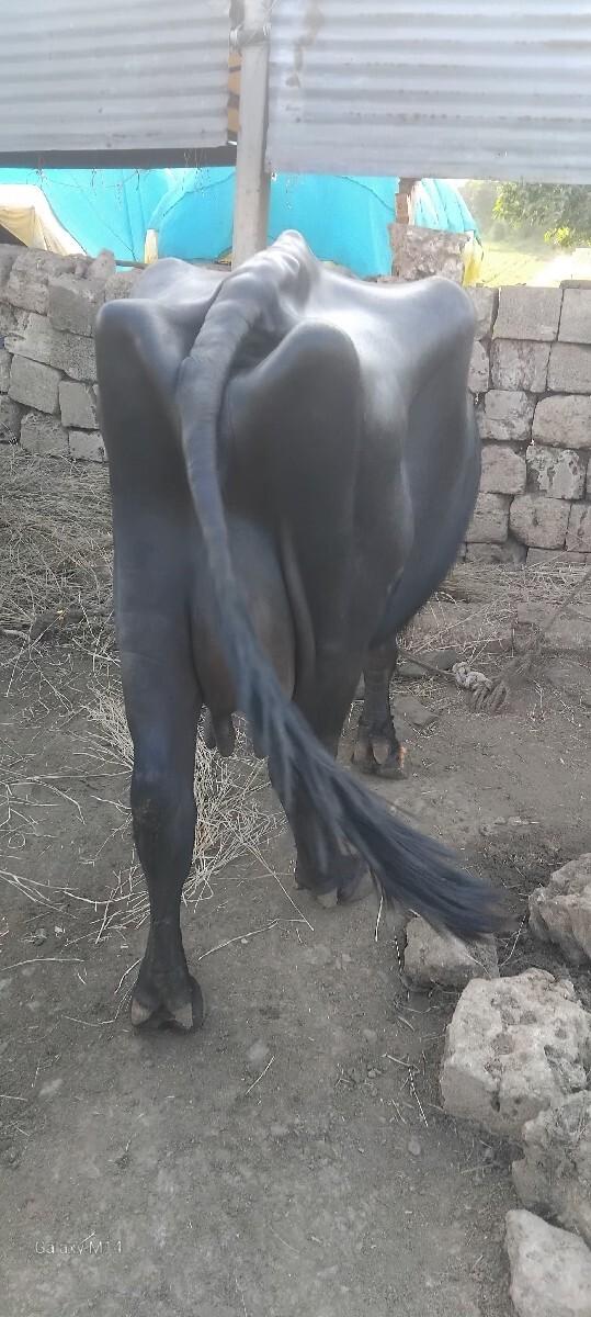 આ ભેશ વેચવાનીછે
