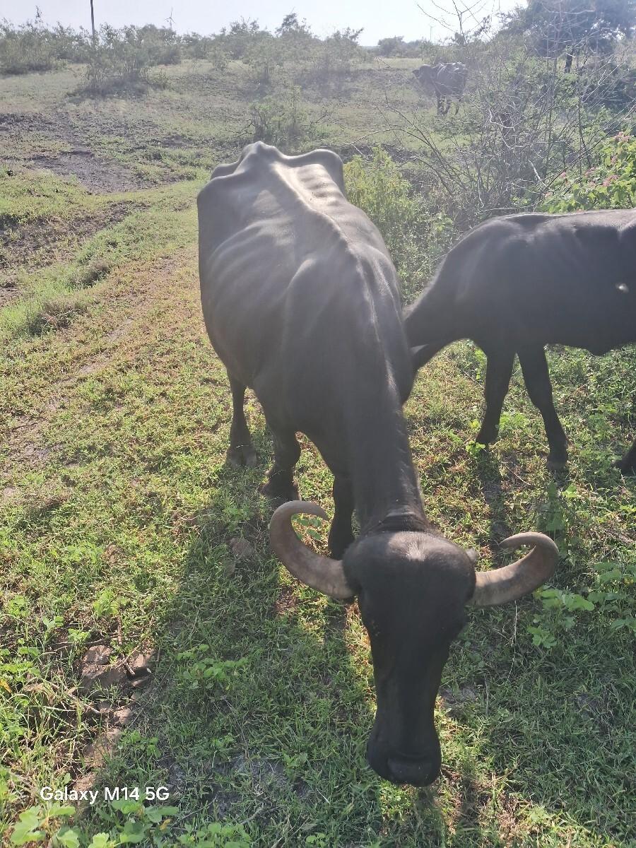 ખડેલી  વેસવાનીચે