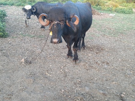 નવ મહિના ગાભણી