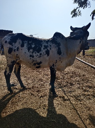 હોડકી વેચવાની છે