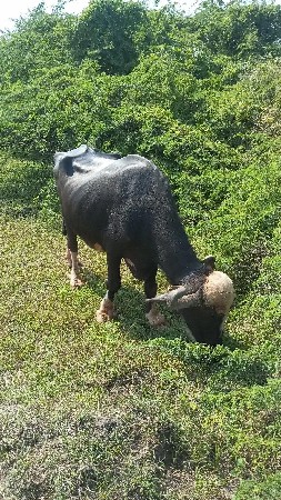 ભેંસ વેચવાની છે