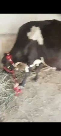 ગાય વેસવાની છે