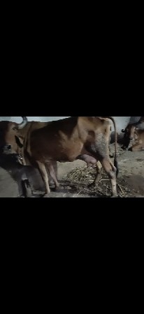 ગાયવેશવાનિસે