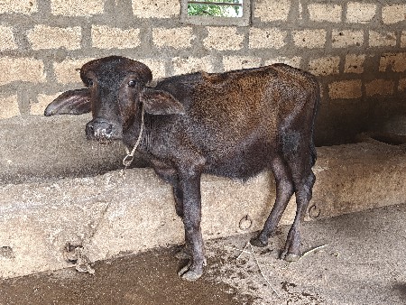 પાડી વેચવાની છે