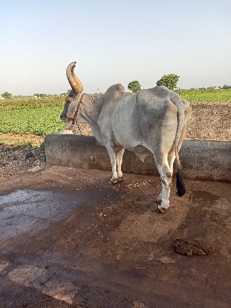 બળદ આપવાનો છે