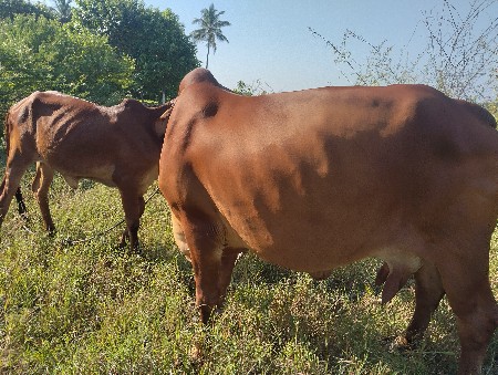 ગાય વેચવાની