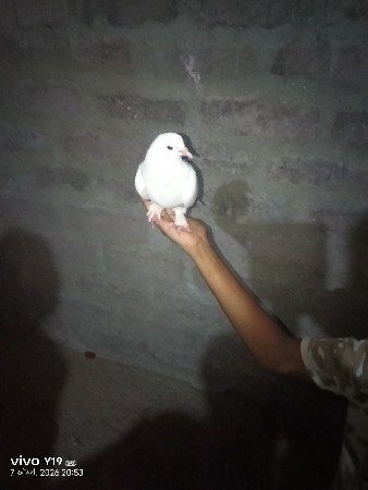 કબુતર વેચવાનું છે