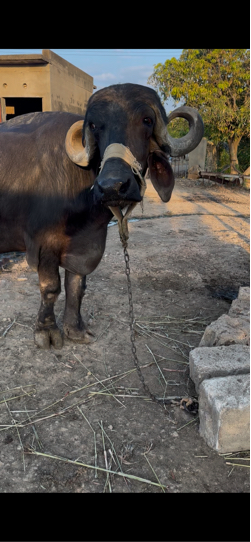 3 વેતર વાયાસે