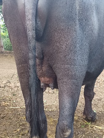 પેલા વેતરની ભેંસ છે
