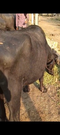 ખડેલુ વેચવાનું છે