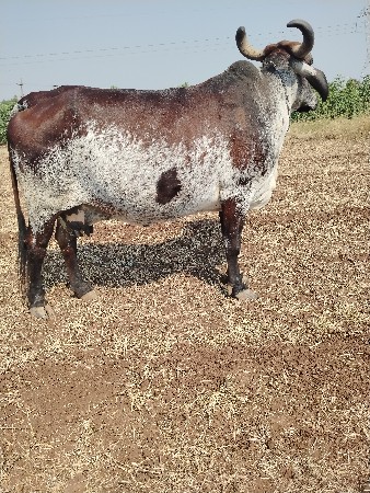 ગાય વેચવાની છે