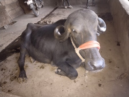 ખણાય વેસવાની છે