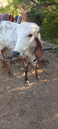 વાછડો બુલ માટે આપવાનો છે