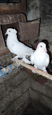 ફૂલ  સાઈજ મા નર છે