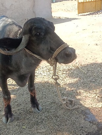 ભેસ વેચવાની છે