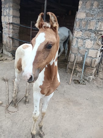 વછેરો વેશવાનો છે