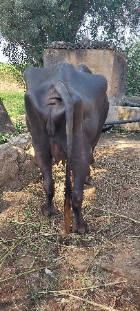 khadeli vecvani che