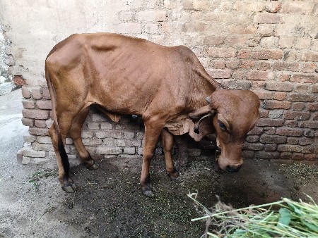 ગીરી ઓડકી વેસવાની છે