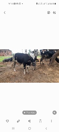 જરશી ઓડીકી દેવાનીસે