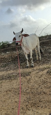 વેચવાના છે  ગોધરા વેચવાના છે