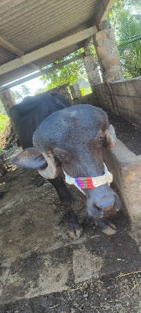 ખડેલું વેચવાનું છે